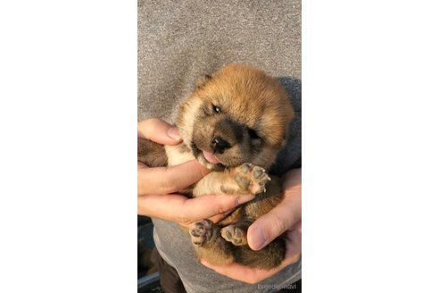 成約済の大阪府の柴犬-318226の6枚目